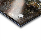 Autumn Meets Winter Acrylic print