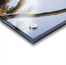 Silent Dominion Acrylic print