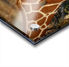 Symphony of Survival Acrylic print