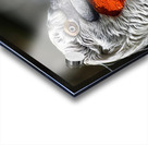 Portrait of a Pelican Acrylic print