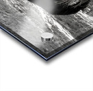 Horses Acrylic print