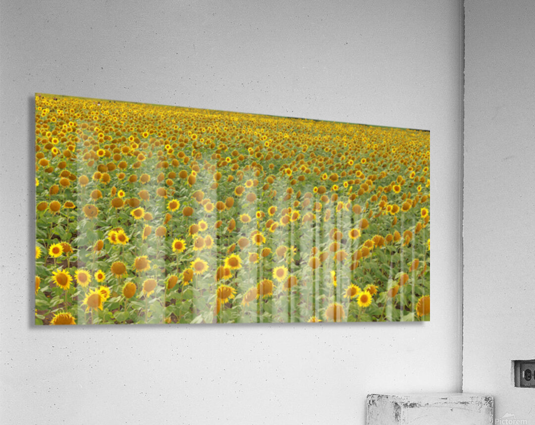 sunflower Acrylic Print
