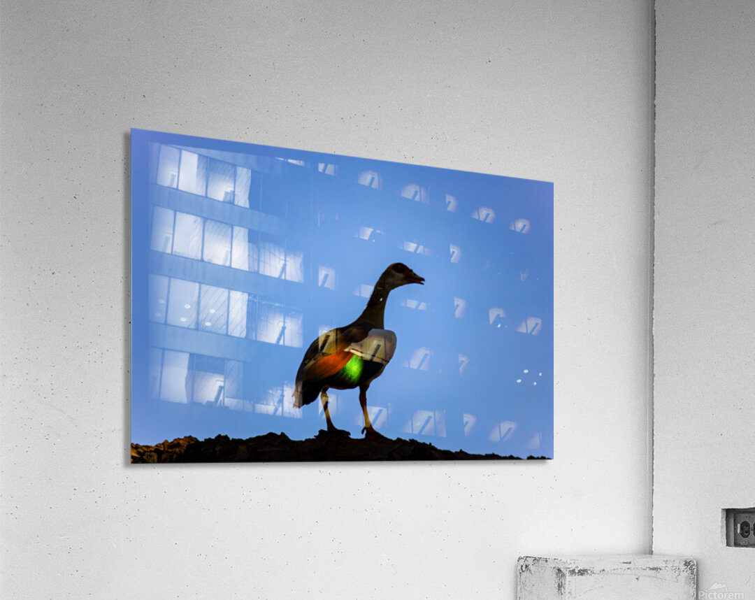 Emerald Flame Acrylic Print