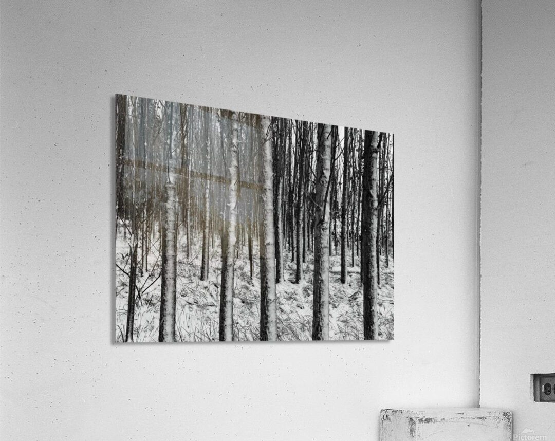 Silent Woods Acrylic Print