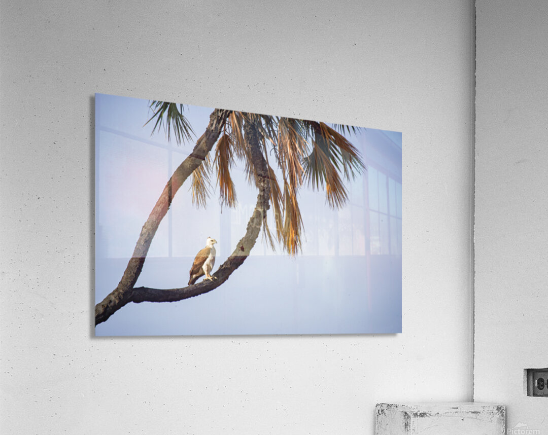 Silent Dominion Acrylic Print