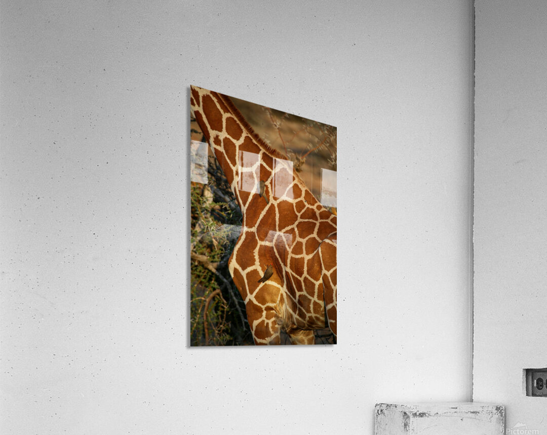 Symphony of Survival Acrylic Print