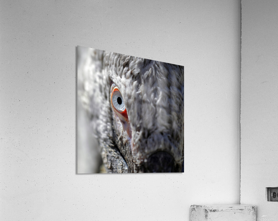 The Watchful Eye Acrylic Print