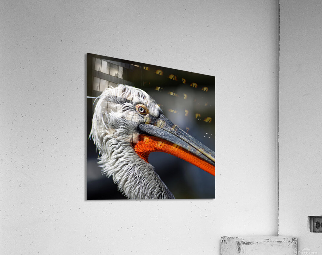 Portrait of a Pelican Acrylic Print