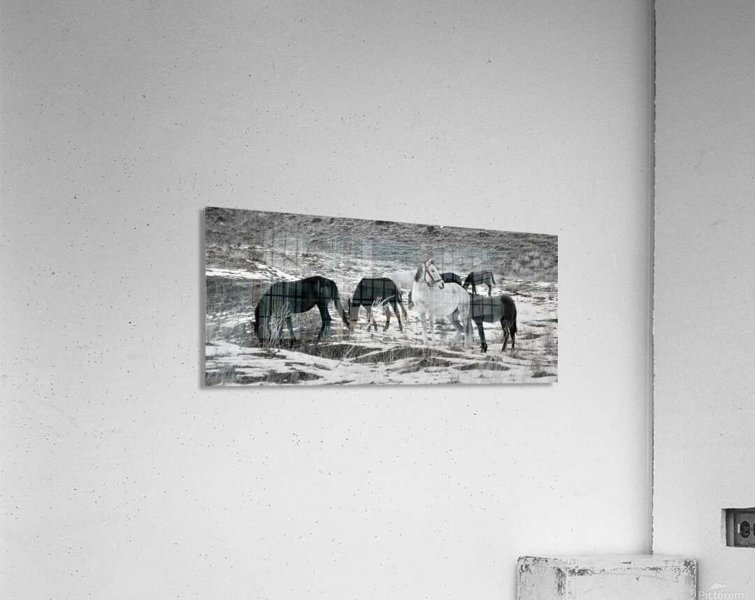 Horses Acrylic Print