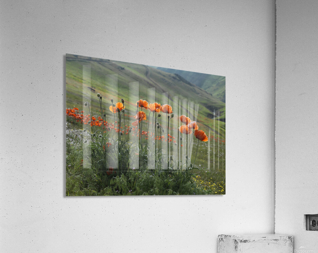 Dance of Poppies Acrylic Print