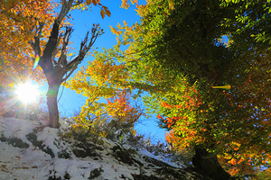 Dance of Light and Leaves