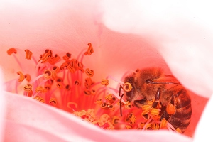 Heart of the Blossom 