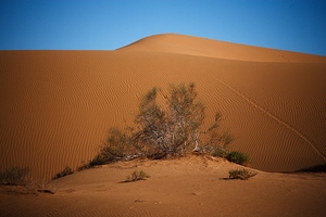 Whispers of the Dune