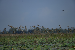 Wings Over the Wetland