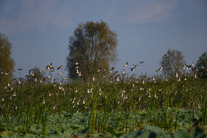 Whispers of the Marsh