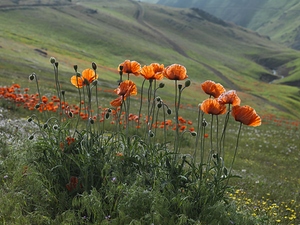 Dance of Poppies