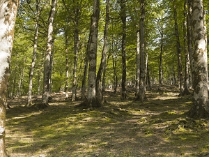 Breath of Hyrcanian Forest