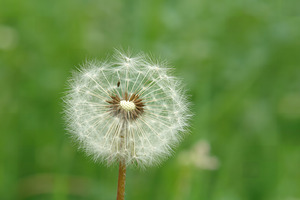 Dandelion