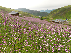 Valley of Blossoms