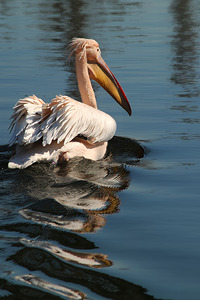 pelikan04 moreDetail x4 9544x14340 2pass photo.pn