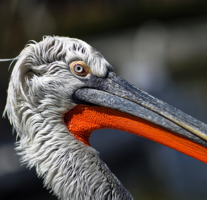 Portrait of a Pelican