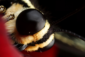 Eyes of the Microcosm