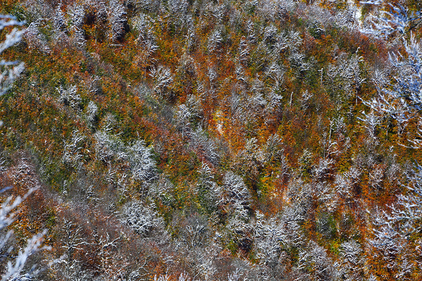 Poetry of Seasons Print