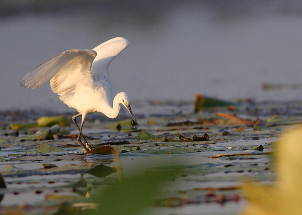 Dance of the Heron Print