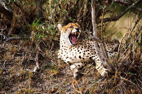 cheetah Africa Print