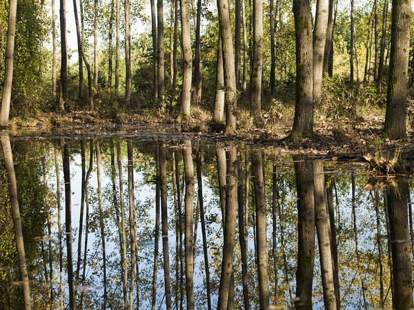 Mirror of the Woods Print