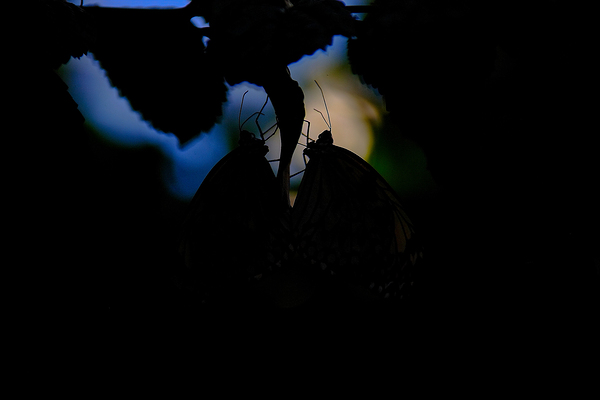 Silent Connection Print