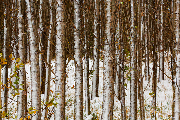 Song of Verticals Print