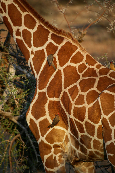 Symphony of Survival Print