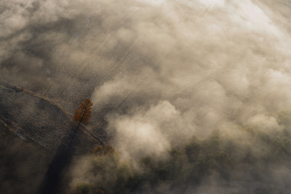 The Lonely Tree Print