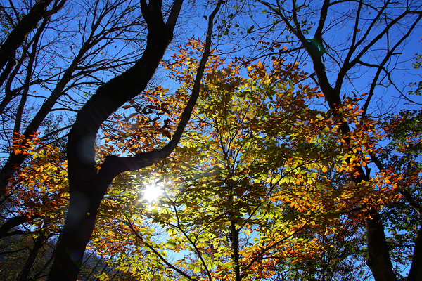 Through the Leaves Print