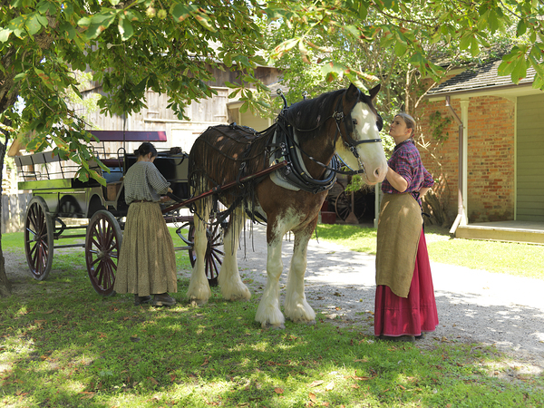 Timeless Companions Print