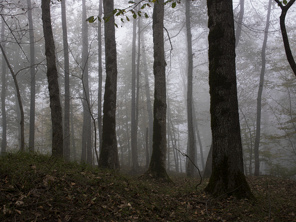 Whispers of the Fog Print