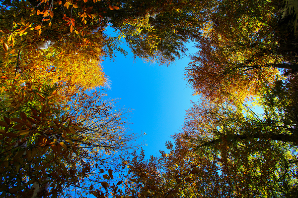 Window to the sky Print