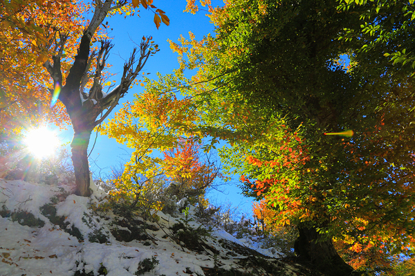Dance of Light and Leaves Print