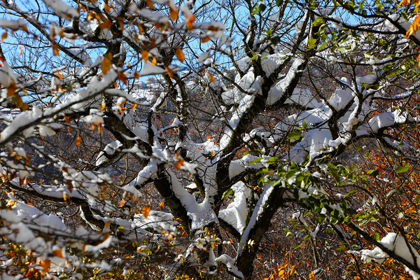 Autumn’s Last Breath Print