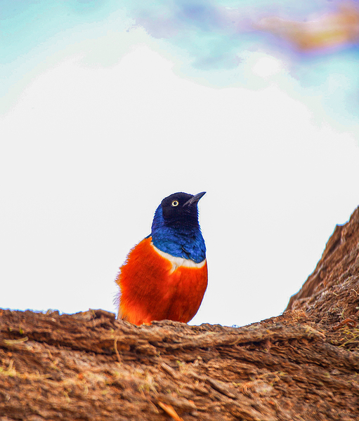 Feathered Jewel Print