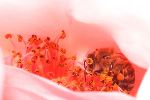 Heart of the Blossom  Print