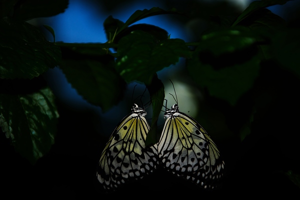 Whispers of Light  Print