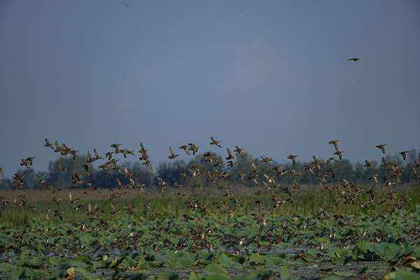 Wings Over the Wetland Print