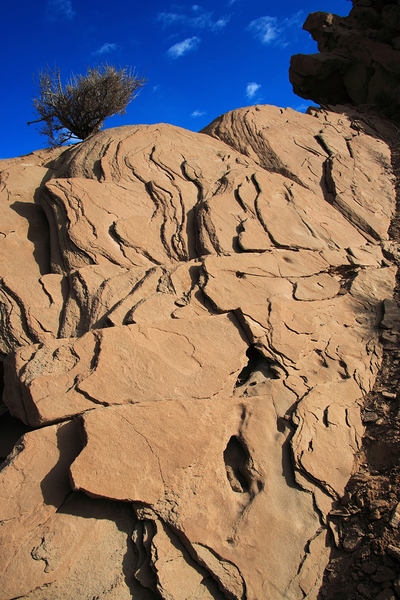 Roots of the Sky Print