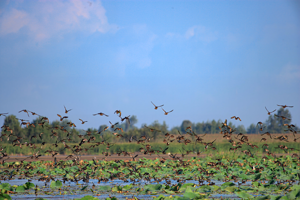 Flight of Freedom Print