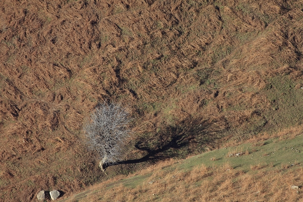 Solitary Shadow Print