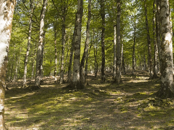 Breath of Hyrcanian Forest Print