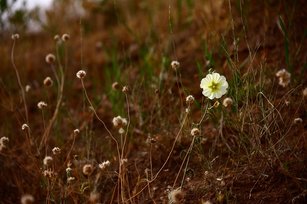 Bloom in Solitude Print