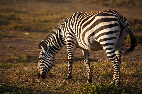 Harmony in Stripes Print